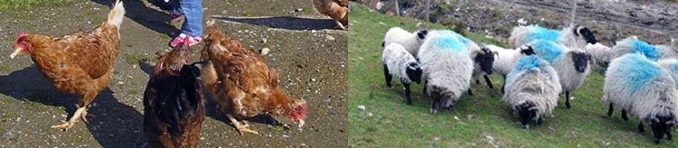 Irland Urlaub Bauernhof Hühner Schaaf