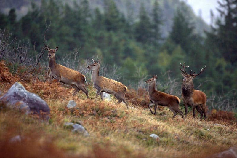 Irische Wildtiere und Vogelarten
