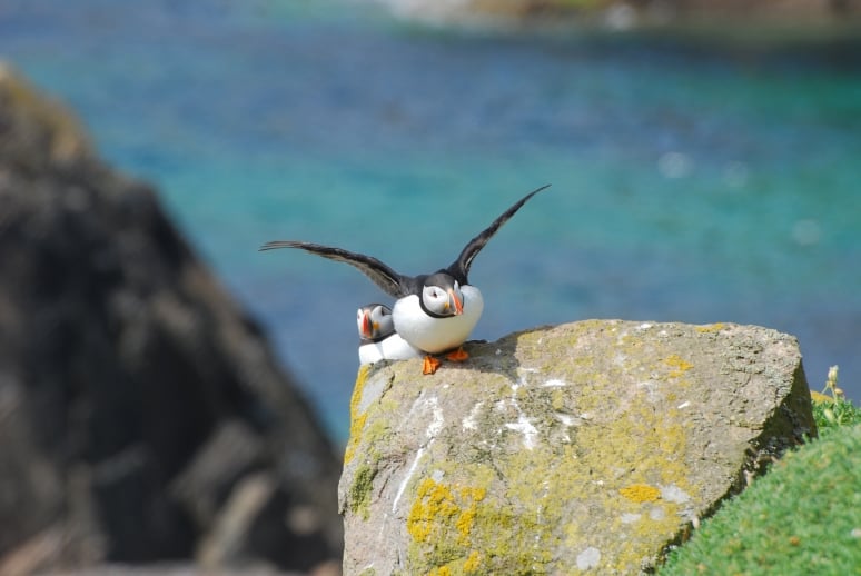 Vogelarten Irland