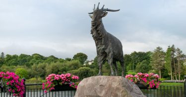 King Puck, Killorglin
