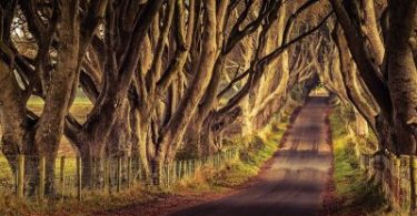 Dark Hedges