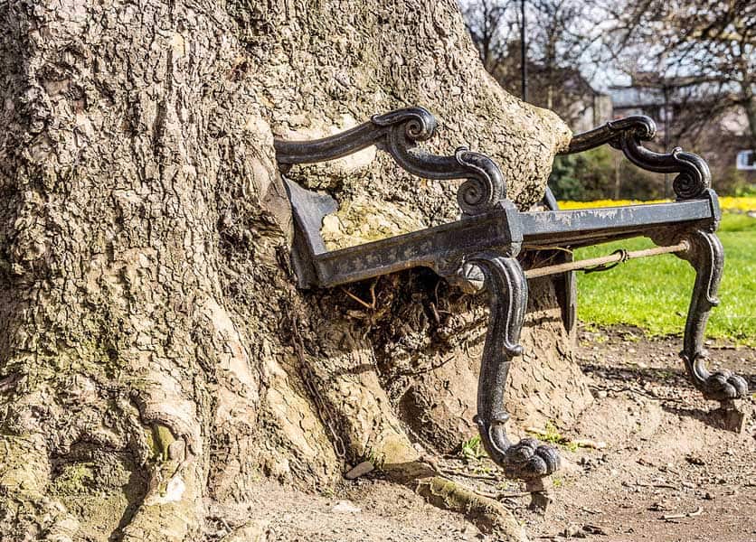 gefraessige baum dublin
