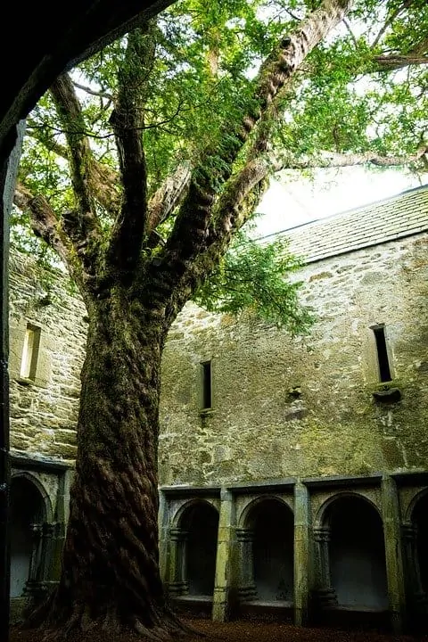 Muckross Abbey 