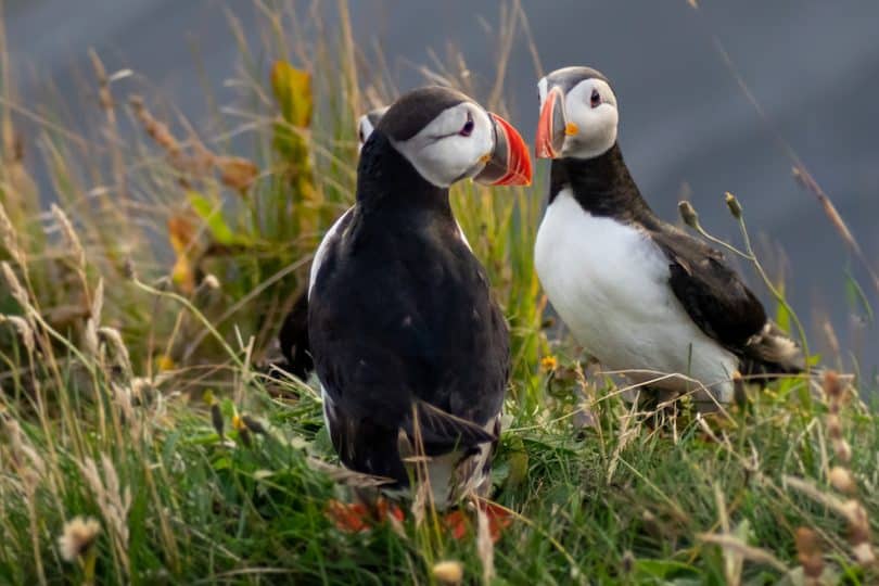 Puffin Island