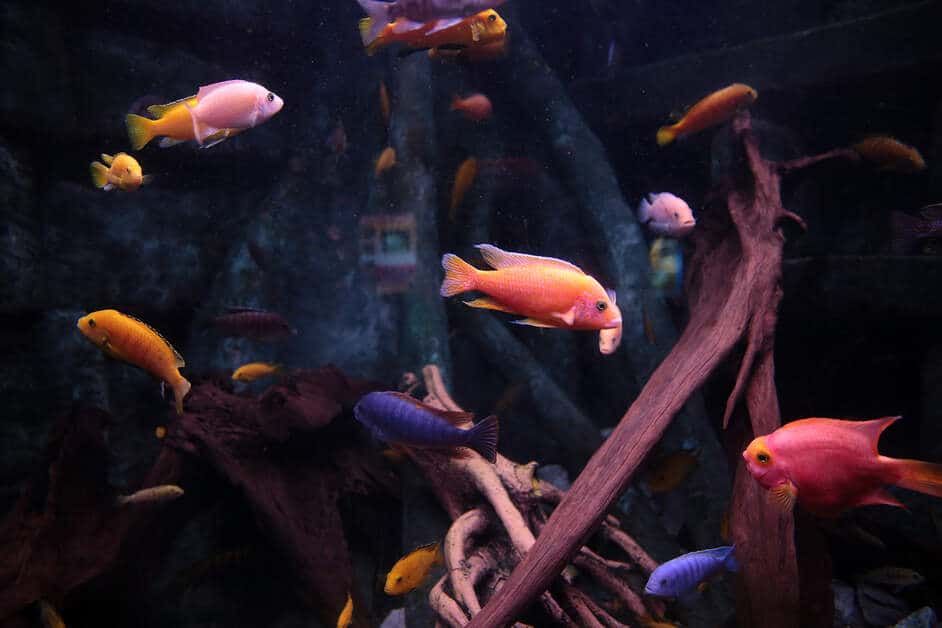 Fischschwarm