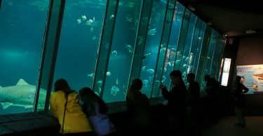 Menschen vor großem Wassertank mit Hai und verschiedenen Fischen darin