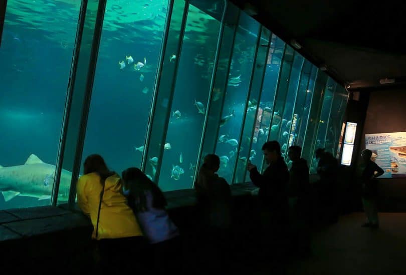 Menschen vor großem Wassertank mit Hai und verschiedenen Fischen darin