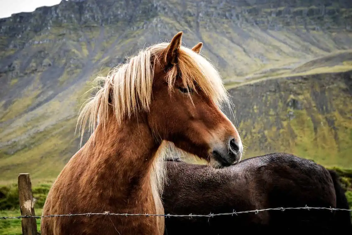 Connemara-Pony: Die halbwilden Pferde Irlands. Zu sehen ist ein braunes Tier mit blonder Mähne, das den Blick abwendet, dahinter erklimmen irische Berge den Himmel