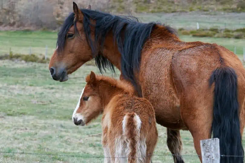 Connemara-Pony: Die halbwilden Pferde Irlands, ein braunes Muttertier mit schwarzer Mähne und daneben das Fohlen