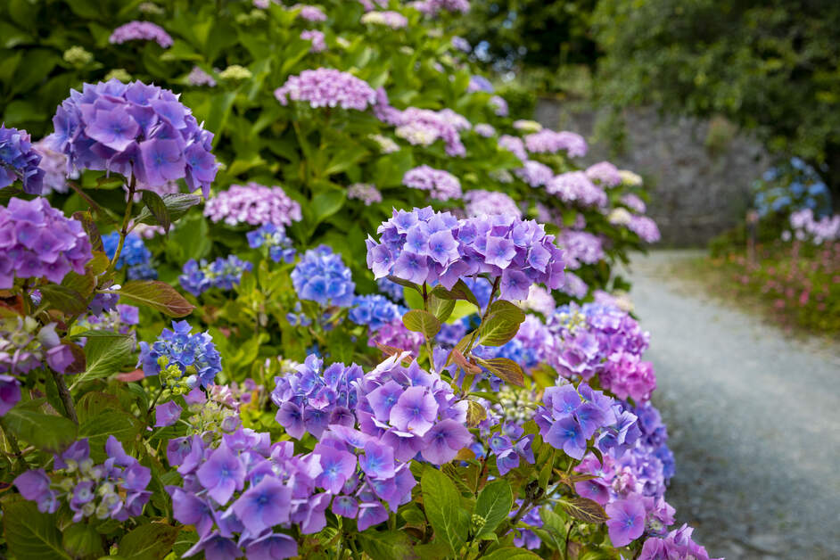 lila blaue Blüten in den Mount Congreve Gardens