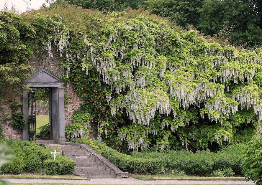 alter Steinbogen und üppig bewachsene Mauer in den Mount Congreve Gardens